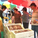 태안군, ‘제1회 신진도 오징어&수산물 축제’ 마쳐(김면수의 정치토크) 이미지