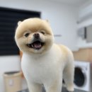 파파독 동해 이미지