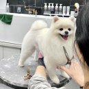 우프루프 이미지