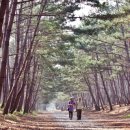 태안해변길 솔모랫길 13km 노을길 12km 이미지