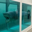 세계장애인문화복지진흥회 | 데미안 허스트 상어 소머리 전시 무료 관람 후기