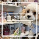 씨엘로펫 이미지