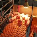 태흥농장 이미지