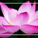 명상의 숲 / 靑山 손병흥 이미지