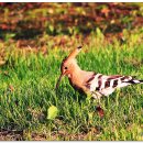 새(금호) 이미지