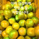 하우스감귤유라실생 입니다. 이미지