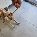 몽이묭실 이미지