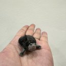 영명환경 | 성남 파충류샵 뉴런내추럴 반수생거북이 다이아몬백 테라핀 콘센트릭 분양 및 사육 정보!!