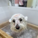 모들펫살롱 이미지