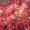 한천자연휴양림 이미지