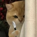 부경 | 진주떡배달 후기! 부경떡집에서 주문한 건강하고 맛있는 영양 떡