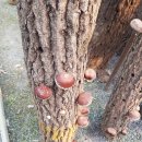 오수리농장 이미지