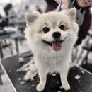 김쌤애견 이미지