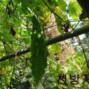 상채농장 네이버블로그