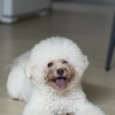 황실 애견미용 살롱 이미지