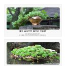 전촌초 이미지