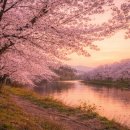 남리 세종전통시장 주차타워 메인무대 | 2026 구례300리 벚꽃축제 완벽정리 - 벚꽃 명소, 주차 꿀팁까지