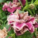 (주)하나마이 이미지