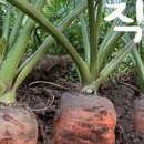 반해버린농장 이미지