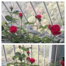 오월의여왕 이미지