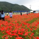 북천 양귀비 꽃 축제 이미지
