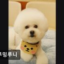 그루밍 루니 이미지