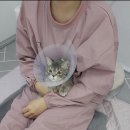 두부두부캣묭실 이미지