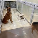 아망도그플레이스 이미지