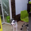 파스텔LC동물병원 이미지