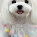 코코몽드 이미지