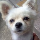 사하동물병원 | 강아지 녹갈색토, 검사(피•X-ray•초음파) 후기 및 비용 🏥 부산 동물병원 추천