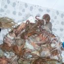 문어민박 이미지