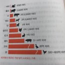 도축장에서 동료를 죽음으로 모는 유다 염소 이미지