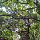 산삼수산 이미지