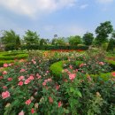 압록유원지 이미지