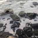 홍조바다 이미지