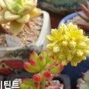 비바즈