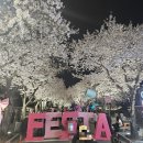 2024 경주 대릉원돌담길 벚꽃축제 | 경주 대릉원돌담길 벚꽃축제 다녀온 후기 | 개화 만개, 주차, 오릉돌담길 숨은 포토스팟