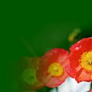 아름다운 관상용 양귀비꽃 이미지