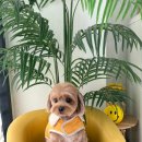 두루몽실 이미지