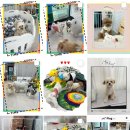 더 예쁘개 이미지