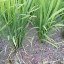 이삭농장 이미지