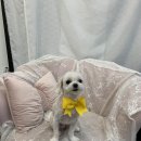 펫존&견생컷 이미지