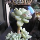 라울다육