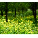 숲속의 향기 이미지