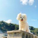 바나나 반려견 미용실 | [일산바나나반려견미용실] 강아지미용/히노끼스파 후기