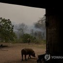 Friday Forest 이미지
