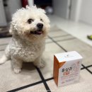 이로운 강아지 | 강아지기력회복 간식 가수분해 덴탈껌 홍삼츄 급여후기