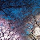 십리벚꽃산장 이미지