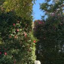 호근동마을회관 | 겨울 제주도 여행 숨은 제주 동백꽃 명소 두 곳 무료입장 솔직후기